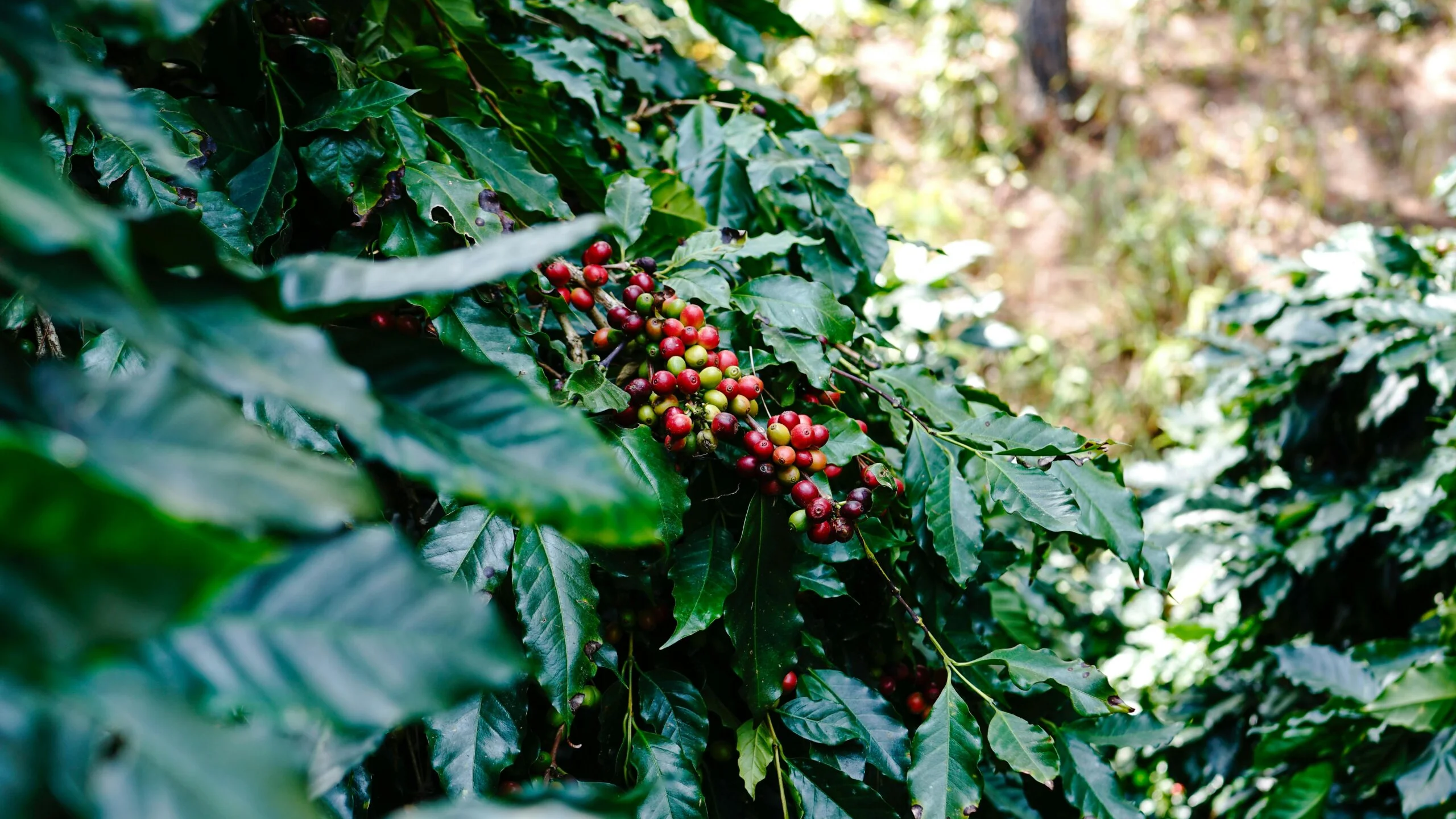 Iniciativas do Governo de Minas fortalecem a cadeia produtiva do café